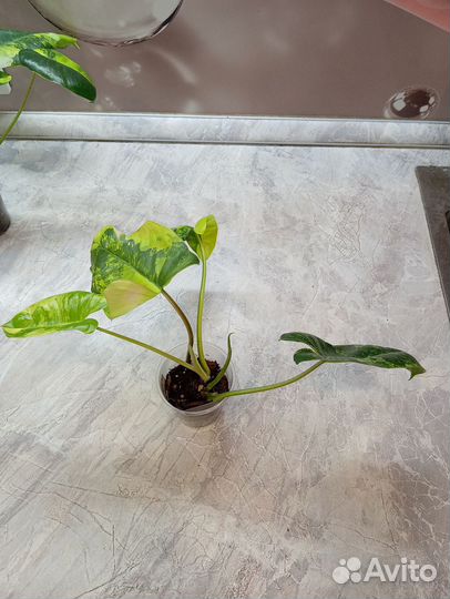 Филодендрон бурле макс вариегатный