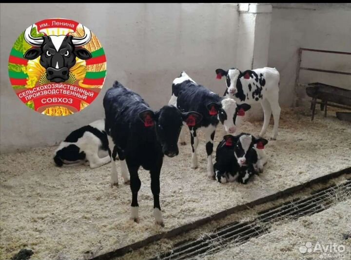 Бычки мясные крупные