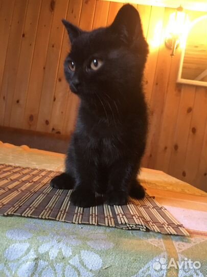 Котята добрые руки