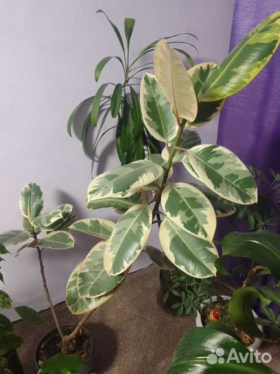 Цветы в горшках