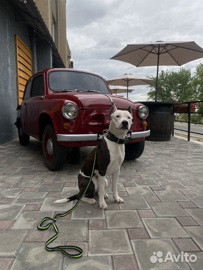 Амстафф вязка