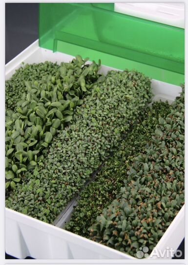Проращиватель для микрозелени