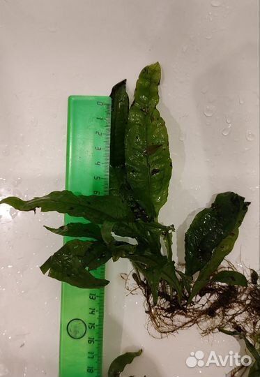 Папоротник таиландский