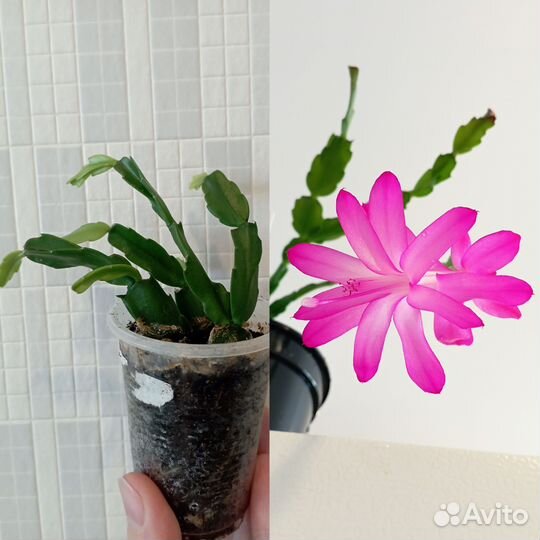 Декабрист шлюмбергера сортовые