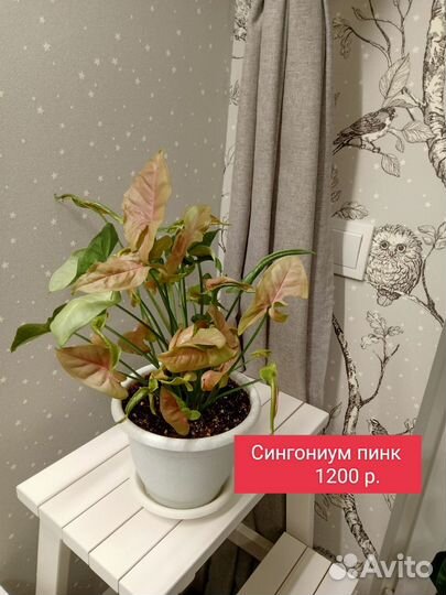 Комнатные растения