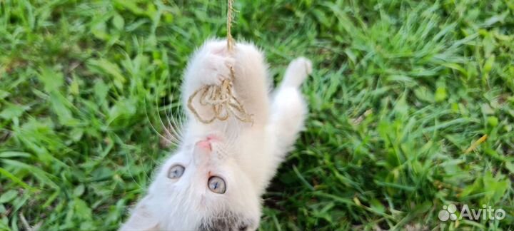 Бездомные котята