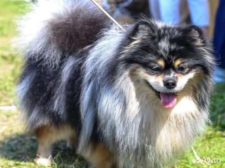 Немецкий шпиц средний Вязка