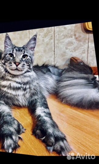 Мейнкун полидакты и классики котята и вязка