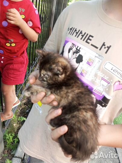 Котята в добрые руки бесплатно