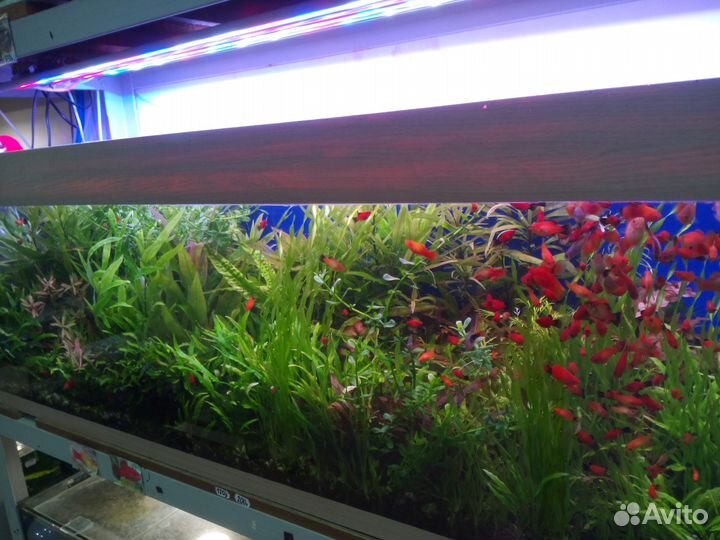 Аквариумные растения