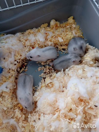 Джунгарский хомяк