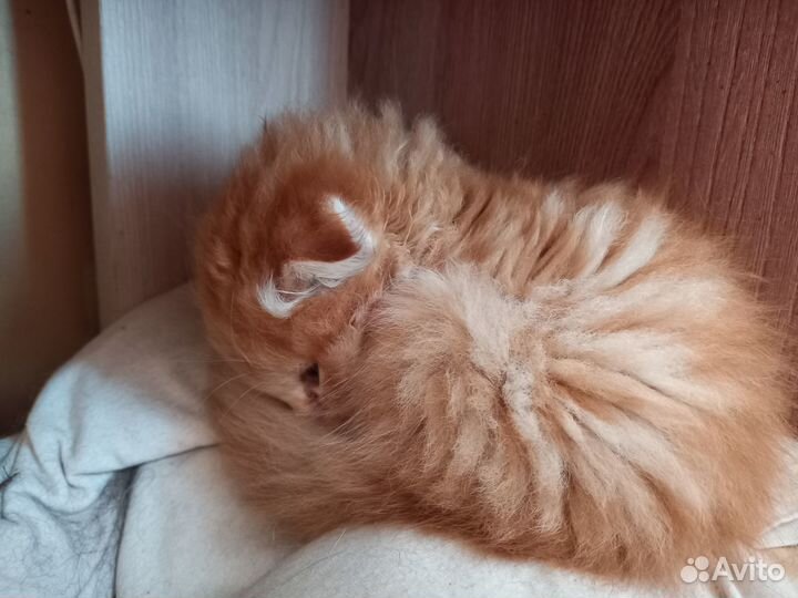 Шотландский вислоухий котёнок