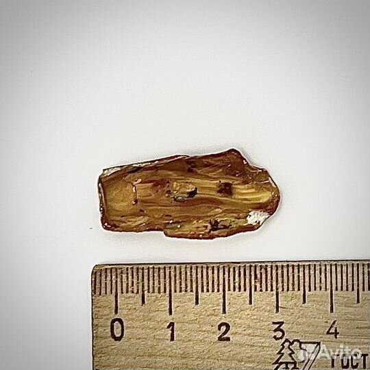 Янтарь с инклюзами окаменелость ископаемый древний