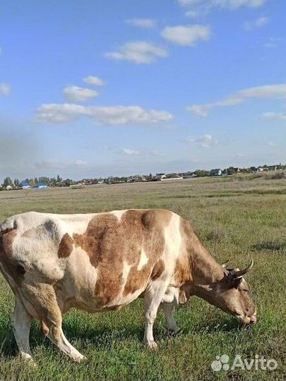 Коровы дойные