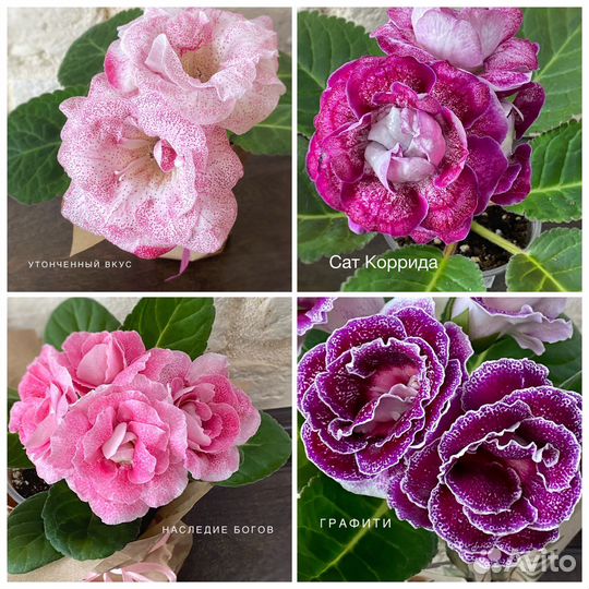 Глоксиния листья свеже срез