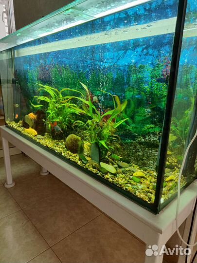 Аквариум с рыбками и оборудованием 250л