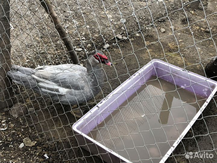 Мускусные утки тяжелые линии