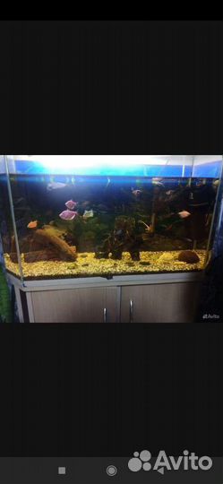 Аквариум