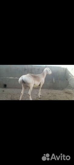 Чисто кровные Гиссарского бараны