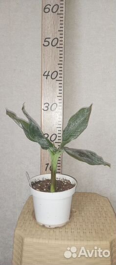 Банан карликовый Кавендиш 