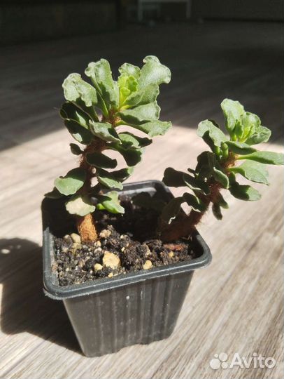 Комнатные растения, цветы