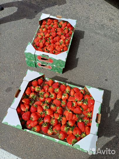 Рассада клубники (Азия,клери,флёр)