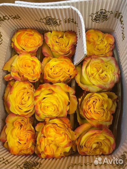 Эквадорские розы. Крупноголовая роза Пионовидная