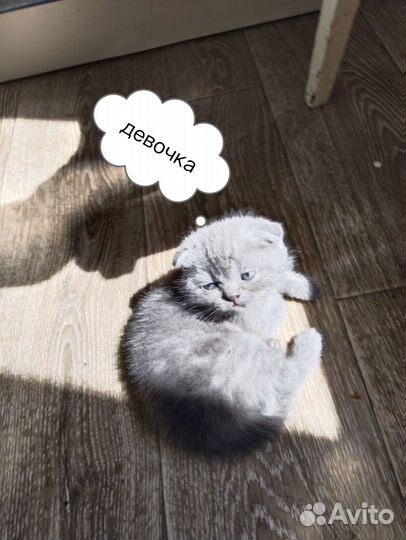 Котята