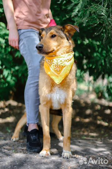 Скромный пес Лобзик ищет дом