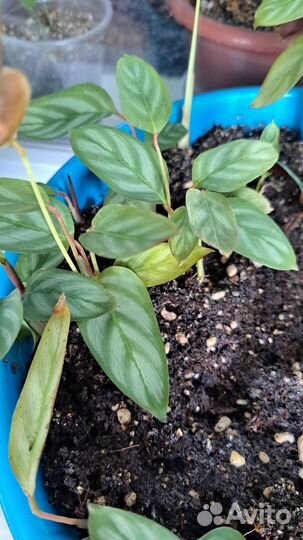 Комнатные цветы