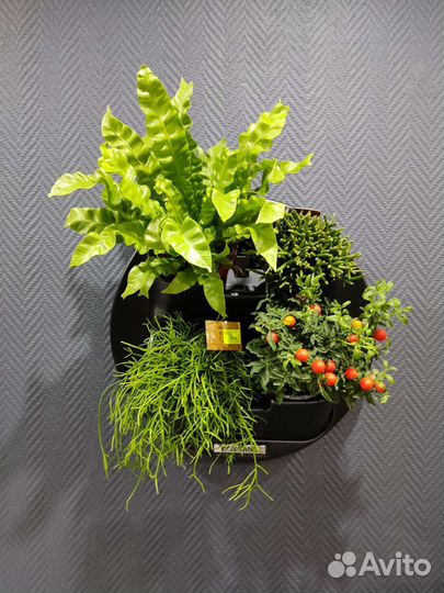 Фитомодуль Boxsand