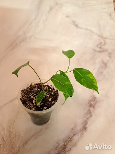 Фикус Вианди вариегатный