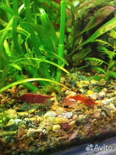 Аквариумные рыбки