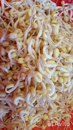 Ростки сои (Пророщенный маш 1кг)