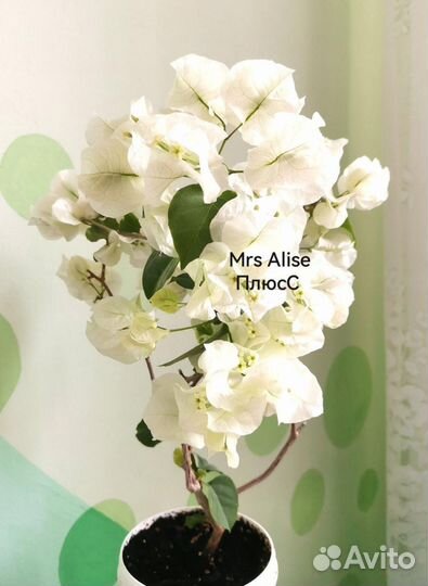 Бугенвиллия Mrs Alise