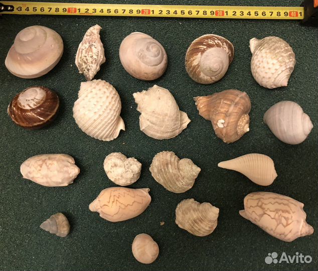 Ракушки камни песок для аквариума хобби