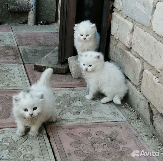 Котята
