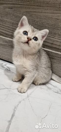 Британская