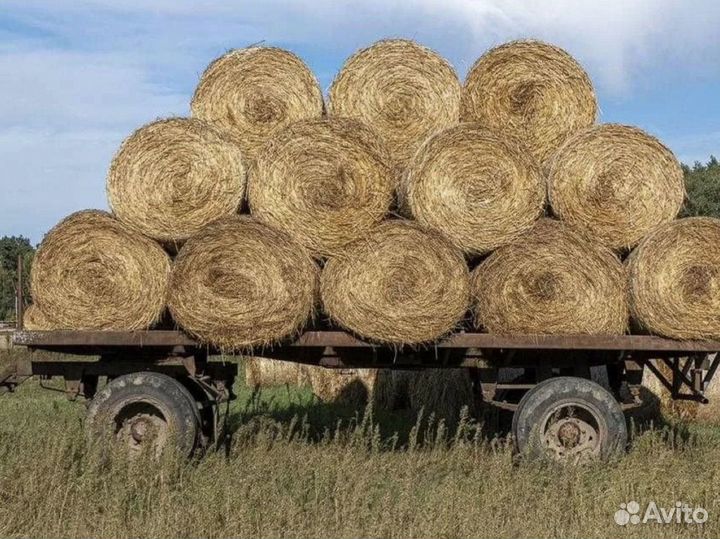 Сено в рулонах 2023 года