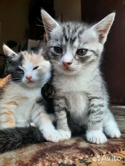 Котята в дар