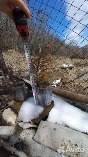 Криптомерия японская (видовая)