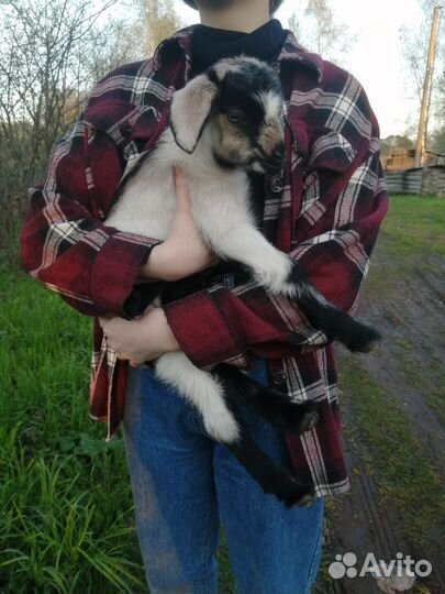 Козочка и дойная коза