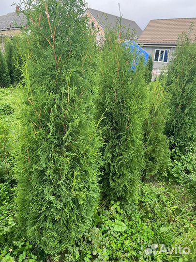 Туя Колумна