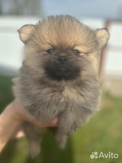 Щенки шпица