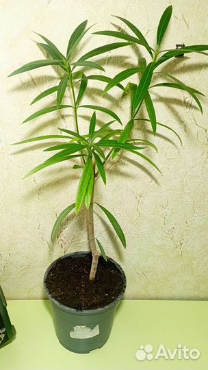 Олеандр розовый махровый