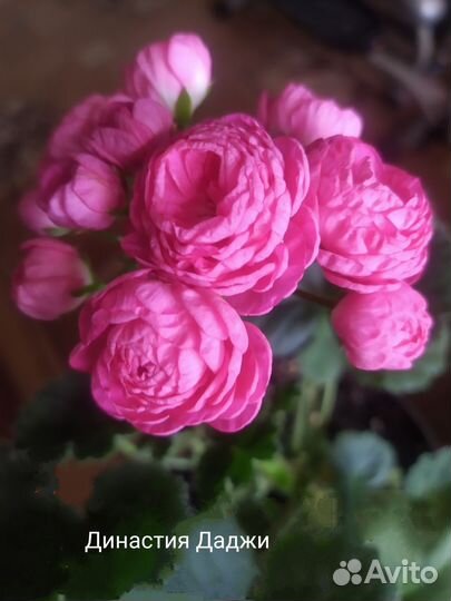 Пеларгонии сортовые