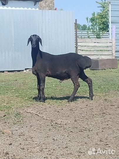 Боранчик на племя