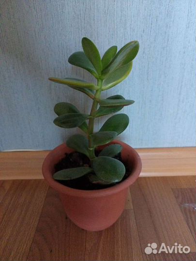 Денежное дерево (Крассула. Толстянка) за 59