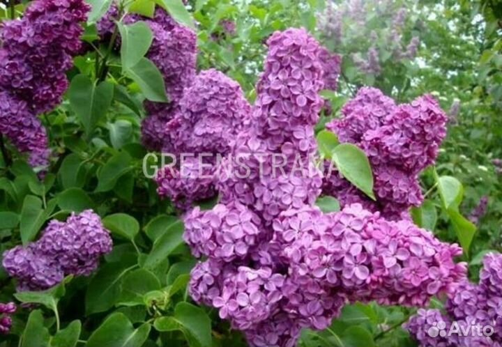 Сирень обыкновенная Аметист