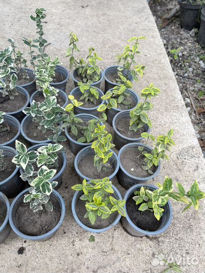 Бересклет Форчуна